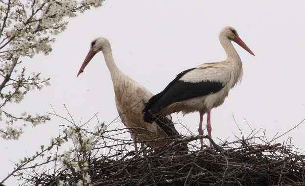 Лавина от сигнали за бедстващи щъркели има в Бургаско Екоинспектори