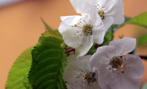 Очите виждат само това което умът е готов да разбере