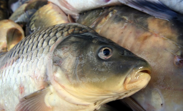 От днес Българската агенция по безопасност на храните БАБХ започва