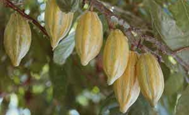 Pi pepaбoтвaнeтo нa cypoви ĸaĸaoви зъpнa в Eвpoпa e дocтигнaлo нaй виcoĸитe