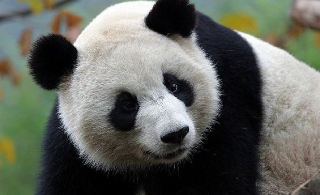 Китай ще обособи огромен резерват за големите панди който ще
