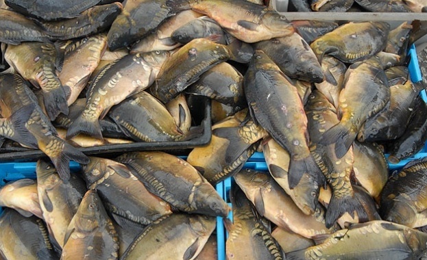На пазара има риба с изтекъл срок на годност За
