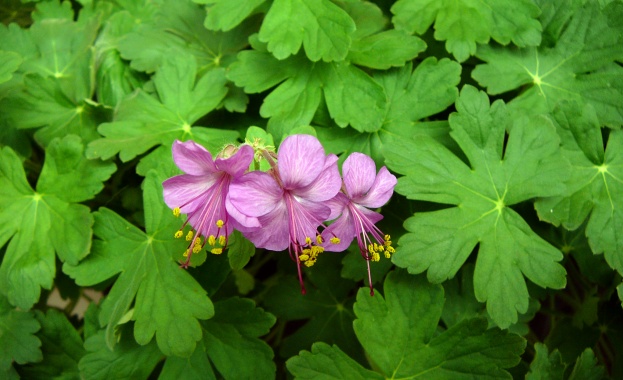 Никакви кактуси у дома това е основният съвет за