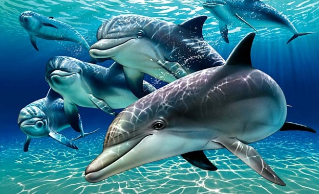 Учени откриха още доказателства които подкрепят твърдението че делфините се