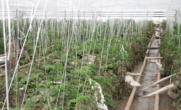 Рекордни цени на българските домати тази година като средната цена