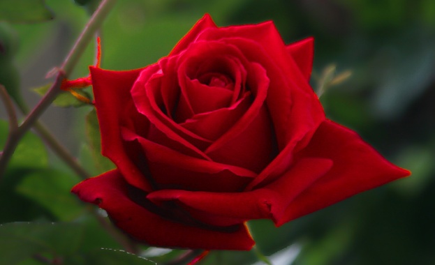 Еквадорската роза измести българската Оказва се че месечно в софийския