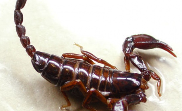 Нашествие на скорпиони в Пловдив Зачестяват случаите на членестоноги които