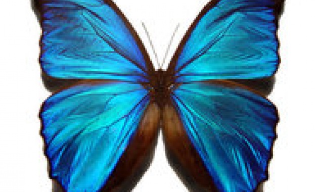 За поредна година едни от най красивите пеперуди в света