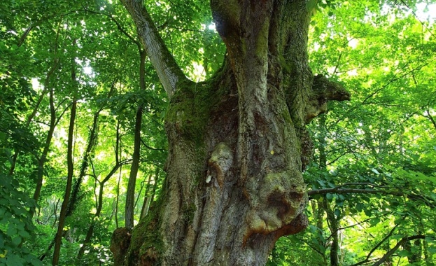 Всяко дълго пътуване започва с една единствена стъпка Лао Цзъ