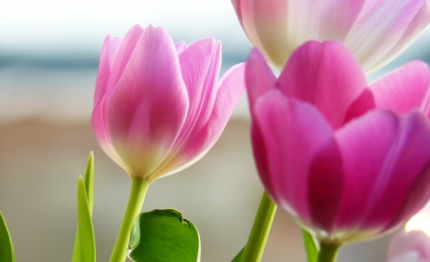 Днес вятърът в цялата страна ще се ориентира от североизток