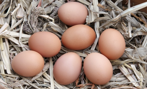 Един тон течни жълтъци замърсени с фипронил са открити в