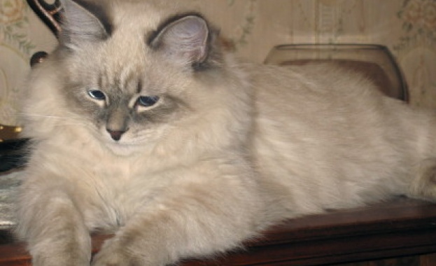 Италианка завеща 30 хил евро на котарака си Джери съобщава