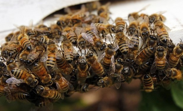 Днес започва кампанията с подписка за щадящо пчелите селско стопанство