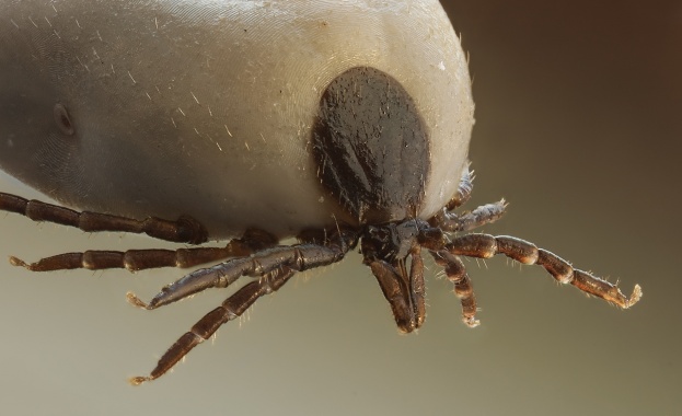 Бум на ухапванията от кърлежи след дъждовете и затоплянето на