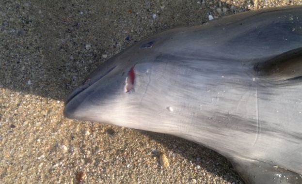 Вече има регистрирани над 35 трупа на делфини които са