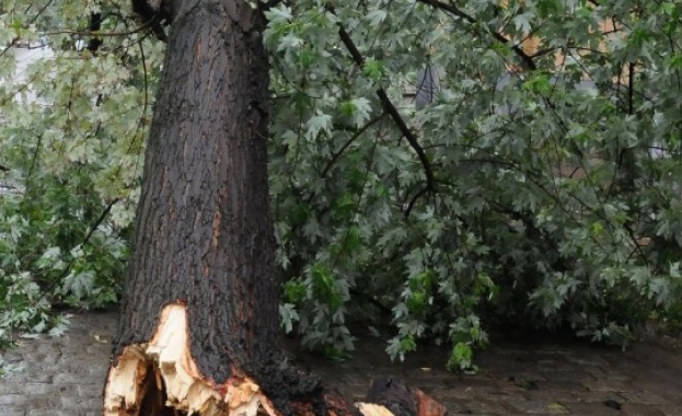 Камион събори дърво на булевард Княз Ал Дондуков в столицата