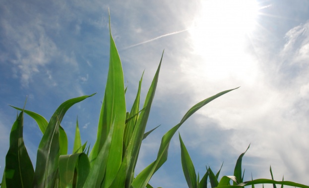 Снежната покривка най вероятно ще се стопи през идващата седмица