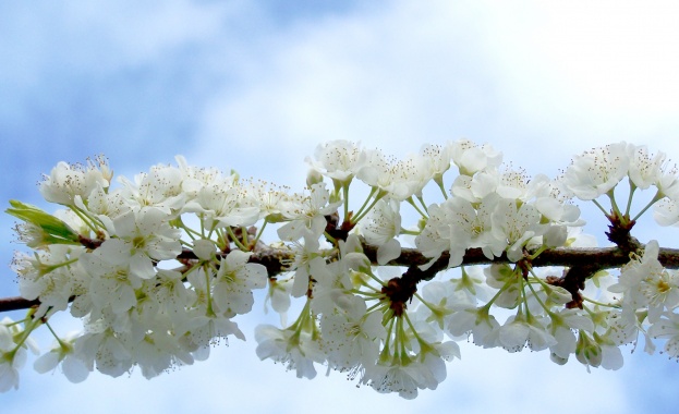 Рязкото застудяване на времето последните дни причини сериозни поражения върху