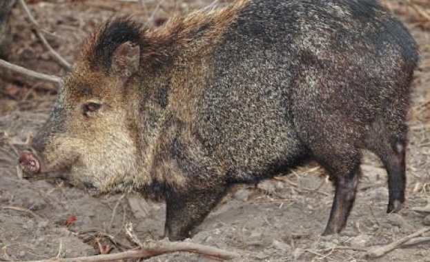 Към момента от болестта разпространяваща се основно при свинете и