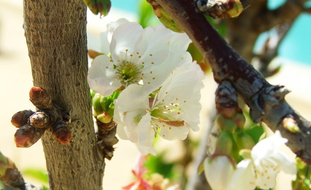 Дори да знаех че утре светът ще се разпадне на