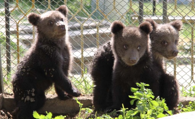 Малко мече се появи посред бял ден на детска площадка