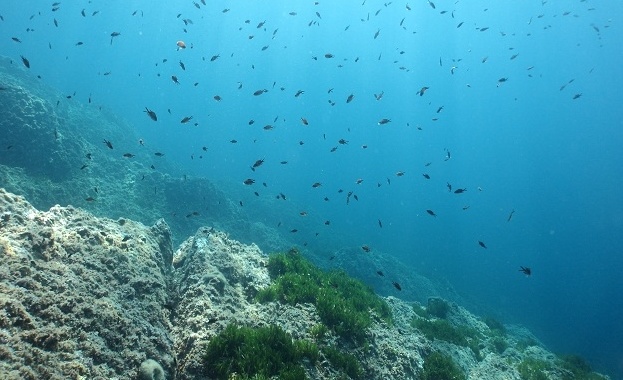 Изследване на специалисти от университета на Бристол Великобритания разрешава най