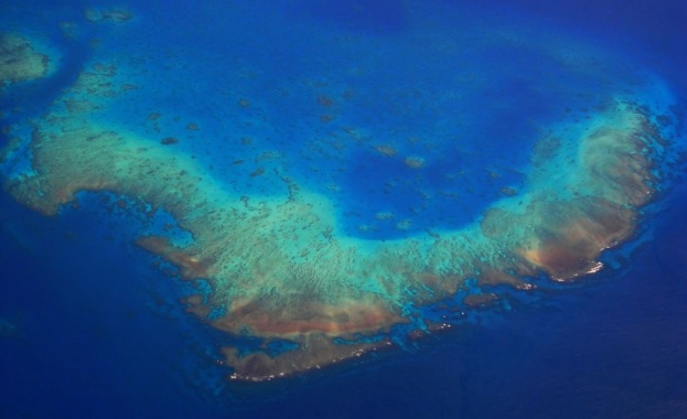 Трансплантация на корали дава надежди за спасяване на Големия бариерен