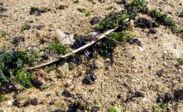 Малки топчета мазут са намерени при проверки на южния плаж