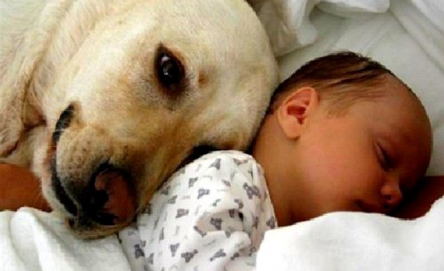 Над половината стопани на кучета целуват по често питомците си отколкото