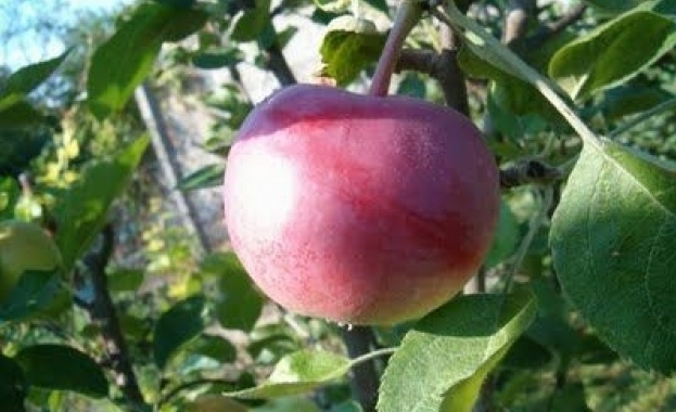 Първото ябълково дърво от сорта Брамли във Великобритания посадено преди