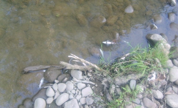 Стотици мъртви риби край брега на река Караагач в Китен