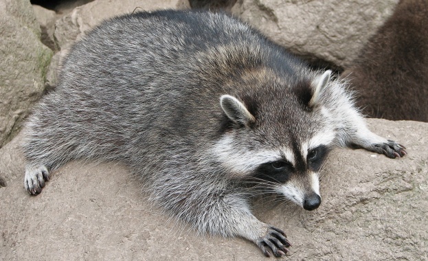 Енотът Зоро от зоопарка в Екатеринбург стана кръводарител на своя