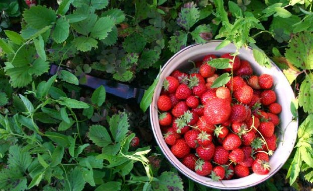 Тази пролет купуваме по скъпи зеленчуци и по евтини плодове в сравнение