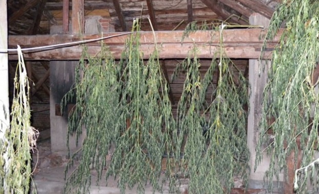 Домашна оранжерия за отглеждане и обработка на марихуана е открита