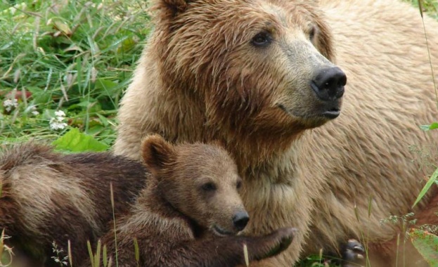 Десетки мечки слизат от планините в румънски градове, за да