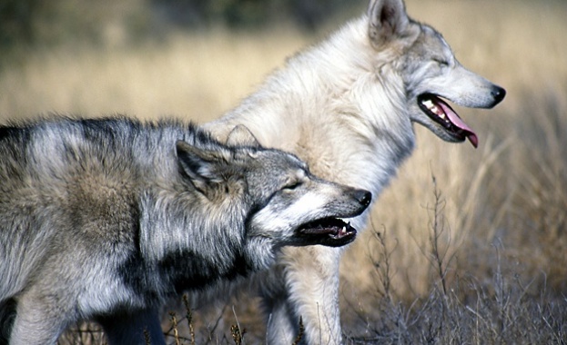 Увеличеният брой на вълците в планинската част на община Болярово