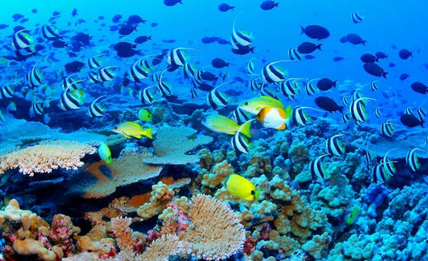 Кораловите рифове от Тайланд до Австралия са покрити с повече