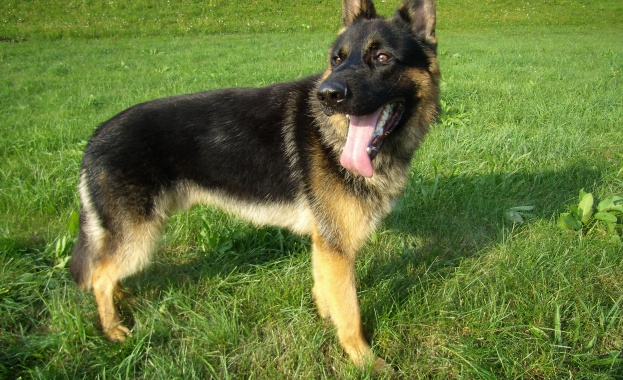 Разривът между Турция и Германия изглежда вече се пренася на