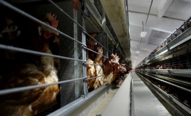 Скандалът със заразените с фипронил яйца в Западна Европа продължава