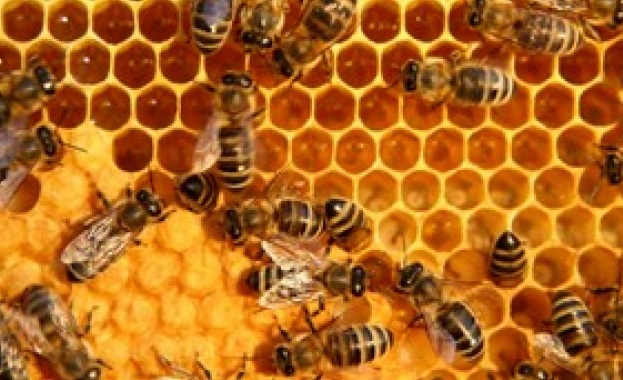 Потърпевшите стопани от различни области на страната подготвят протест заради