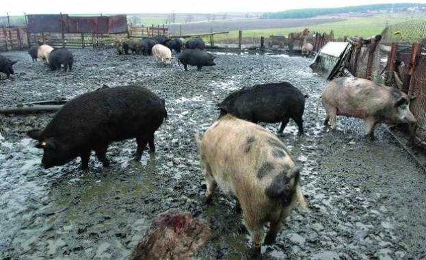 Регистриране на всички свине от домашните стопанства е първата мярка