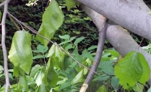 Какво е наложило извършването на сеч на здрави дървета на