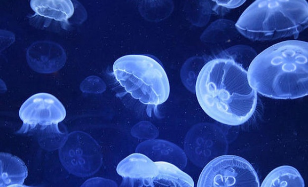 Изследователи са открили противоотрова срещу смъртоносното ужилване на едно от