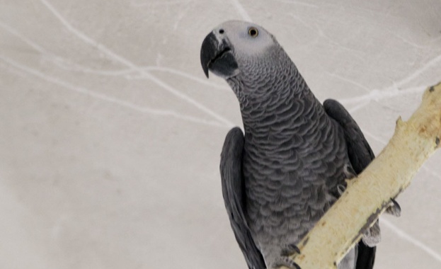 Жена беше подведена под отговорност за убийството на мъжа си