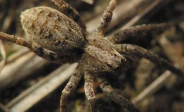 Пролетни рулца с мравки индийско хлебче самоса от тарантула понички