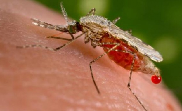 Ентомолог от университета във Вагенинген в Холандия разкри че комарите