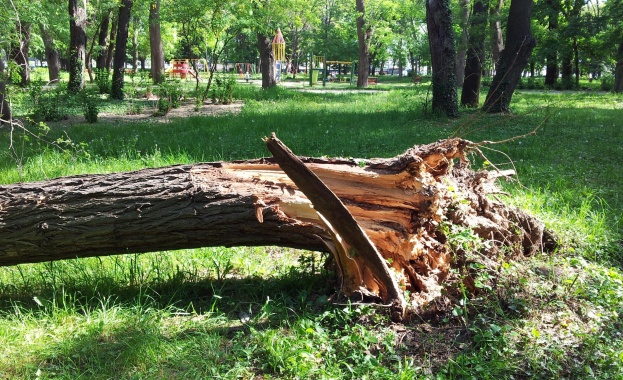 Пореден инцидент с опасно дърво Изсъхнал клон се стовари на