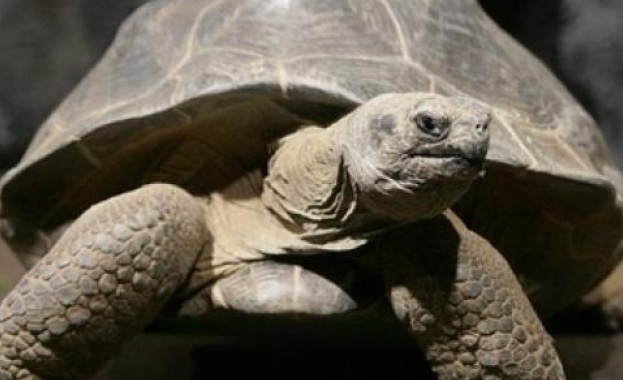 Костенурките са едни от най старите животни на планетата съществуващи още
