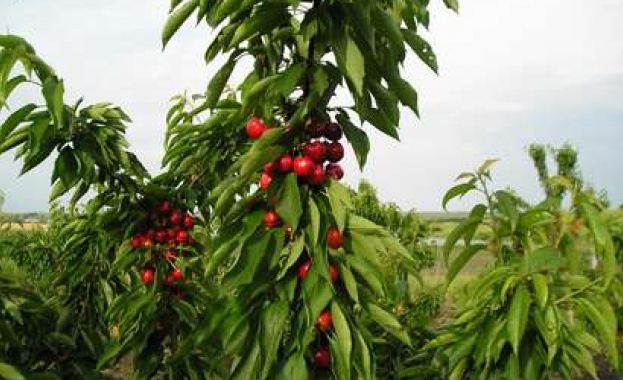 Заради дъждовете поне 1/3 от черешовата реколта в Кюстендилско остава