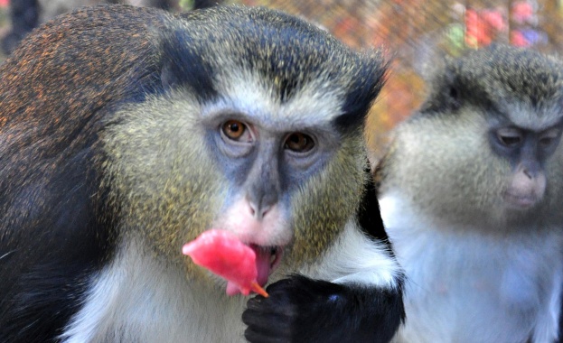 Общо 106 подаръка бяха раздадени на маймуни от различни видове